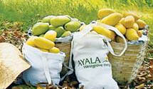 Ayala Westgrove Heights - Ayala Land Premier